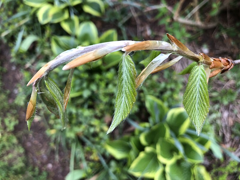 File:2019-04-25 08 18 13 New leaves in spring on an American Beech along Tranquility Court in the Franklin Farm section of Oak Hill, Fairfax County, Virginia.jpg