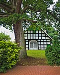 2019-06-16 ND Pedunculate Oak in Hüllhorst (NRW) 01.jpg