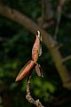 * Nomination Magnolia obovata bud, Landschaftsschutzgebiet Rittergutspark Destedt/Germany --PtrQs 00:28, 23 April 2020 (UTC) * Promotion  Support Good quality. --XRay 03:55, 23 April 2020 (UTC)