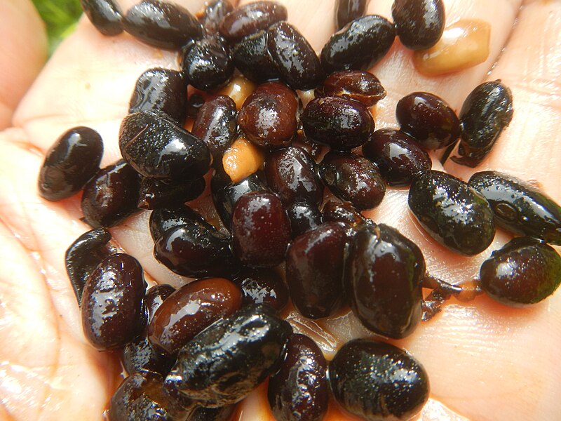 File:2022Preserved black beans Tahure 25.jpg