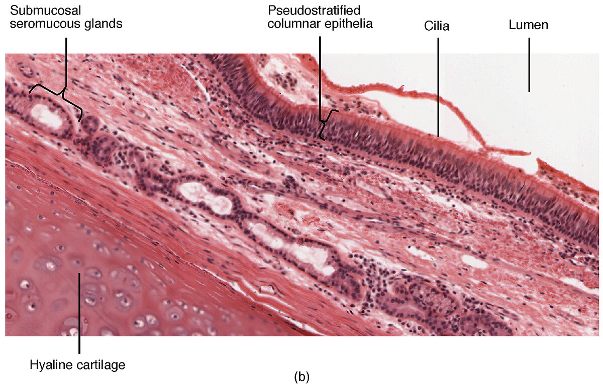 pseudostratified columnar labeled