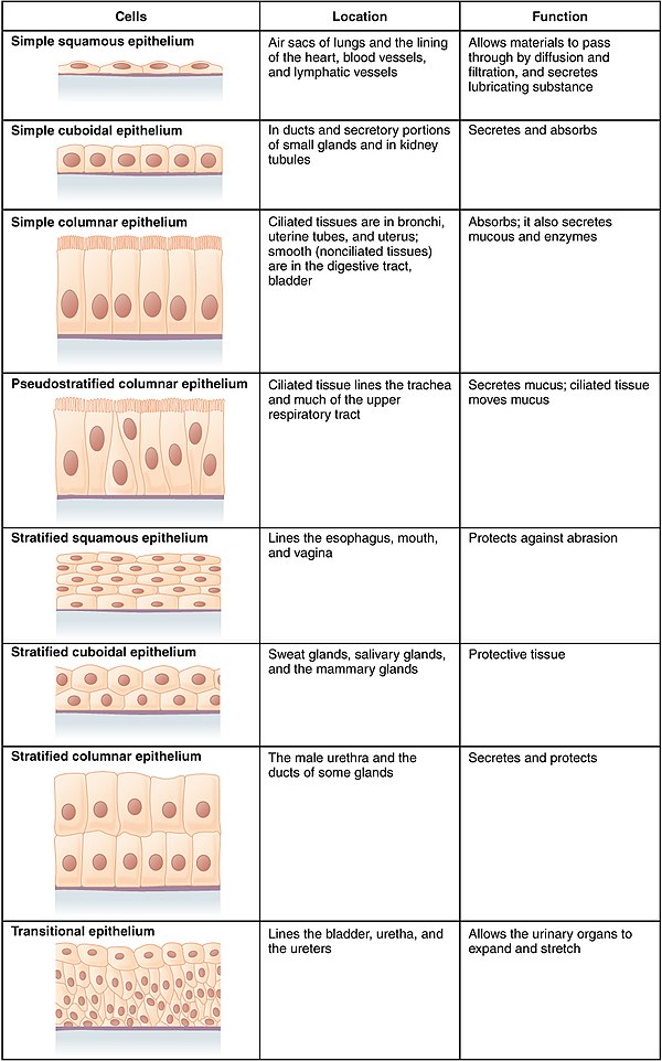 What are epithelial cells?