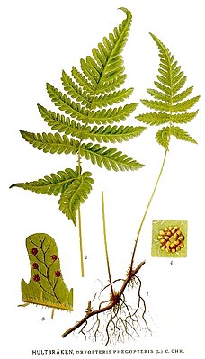 Фегоптерис связывающий. Ботаническая иллюстрация из книги К. А. М. Линдмана Bilder ur Nordens Flora, 1917—1926