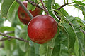 6. Nectarine ripened fruit, SC, Vic, Aust.jpg