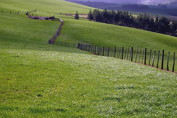 Fence on a sheep farm
