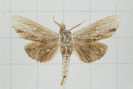 Tensha striatella