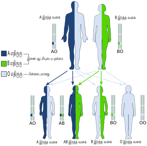 File:ABO system codominance-ta.svg