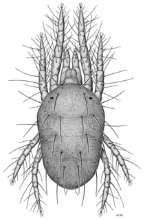 Tetranychus urticae