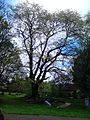 AZ0019 Ulmus. Large-smooth-leaved elm, N Merchiston Cemetery April.jpg