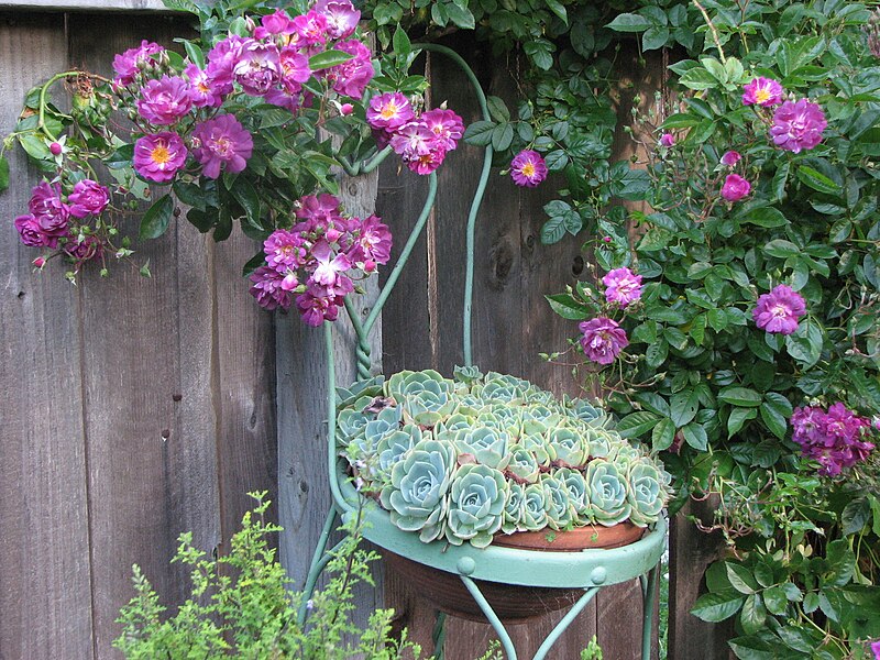 File:A 'chair-full' of Echeverias - Flickr - hortulus.jpg