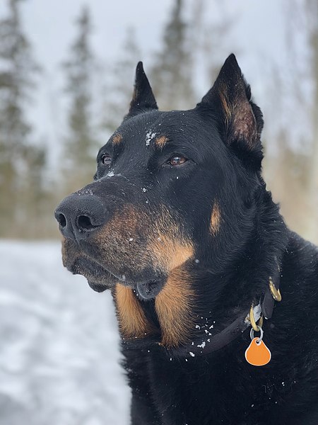 File:A Beauceron in Colorado 03.jpg