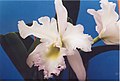 A and B Larsen orchids - Brassocattleya Pastoral Innocence 282-8.jpg