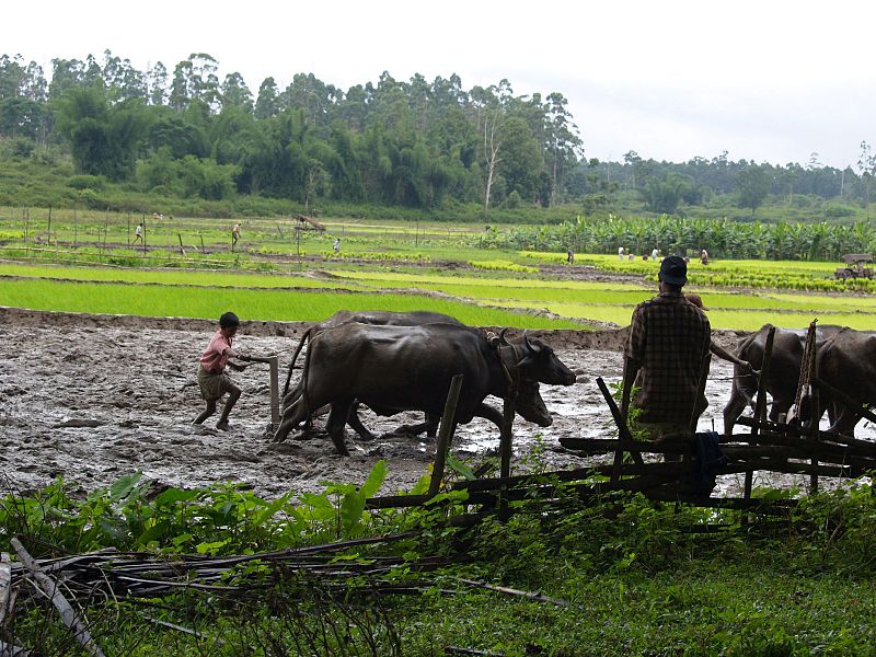 File:A farm Wayanad (197939308).jpg