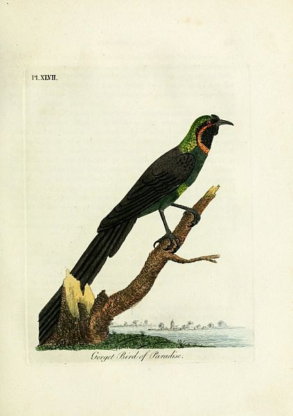 File:A general history of birds (Pl. XLVII) (9065339885).jpg