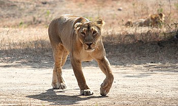 A lioness aproaching towards us.jpg