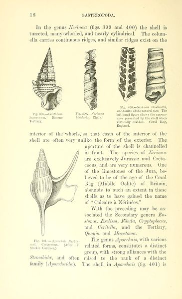 File:A manual of palæontology for the use of students (Page 18) BHL14894476.jpg