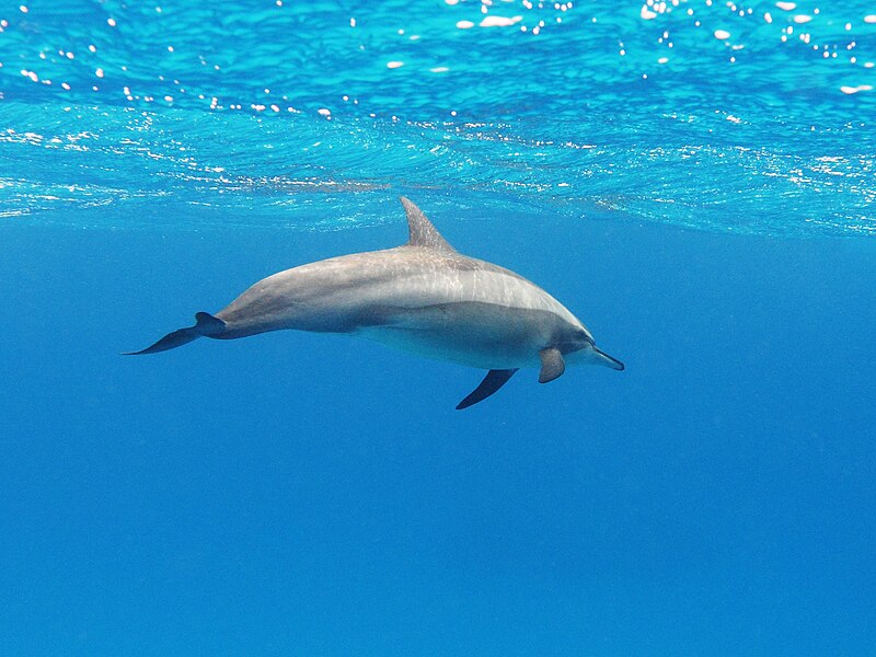 ملف:A spinner dolphin in the Red Sea.jpg