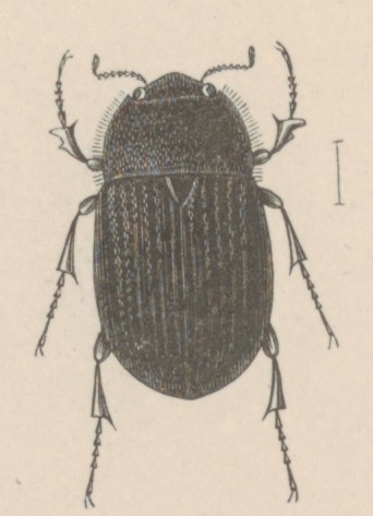 File:Ablaberoides - Print - Iconographia Zoologica - Special Collections University of Amsterdam - UBAINV0274 020 03 0032 (cropped).tif
