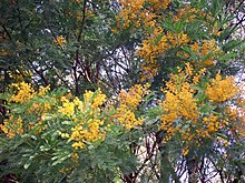 Acacia blayana kvetoucí.jpg