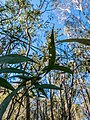 Acacia penninervis inflorescences, 7th Brigade Park, Chermside, Queensland.