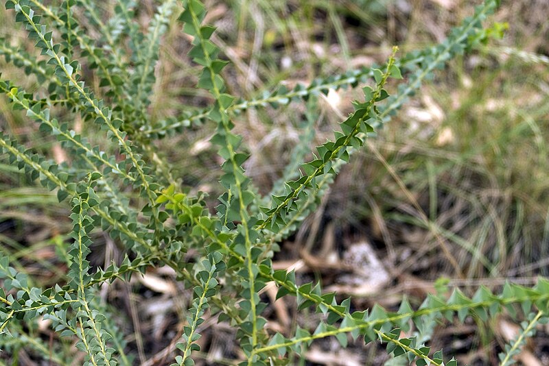 File:Acacia pravissima.jpg