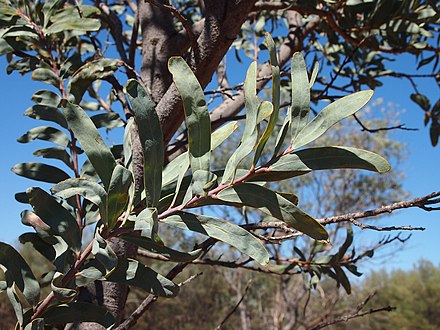 Acacia pruinocarpa foliage Acacia pruinocarpa foliage.jpg