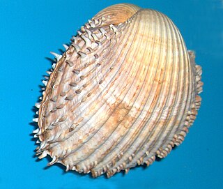 <i>Acanthocardia</i> genus of molluscs