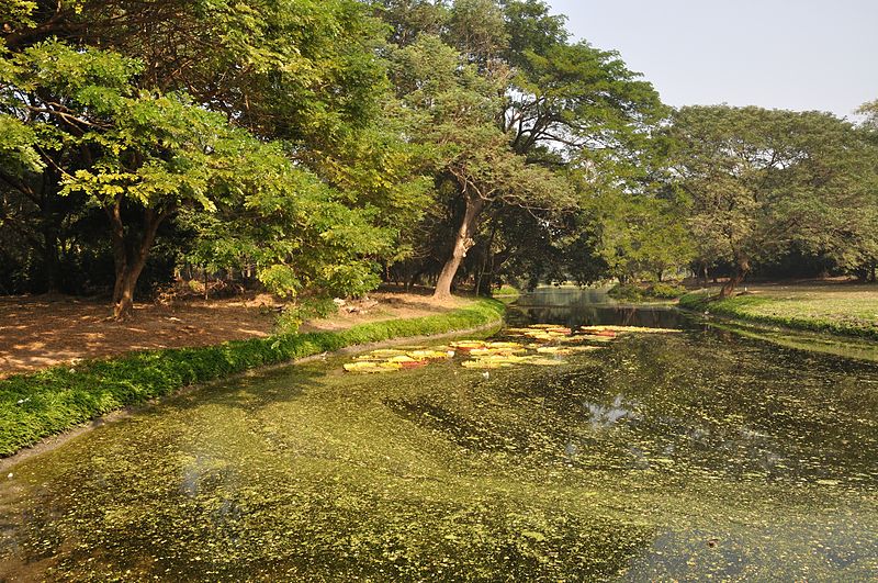File:Acharya Jagadish Chandra Bose Indian Botanic Garden - Howrah 2011-01-08 9767.JPG