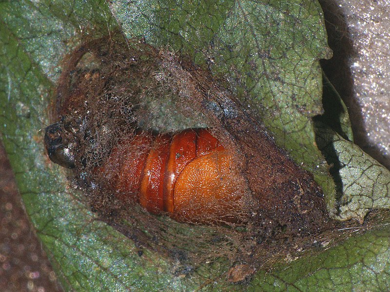 File:Achlya flavicornis - Yellow horned (pupa) - Совковидка желтоусая (куколка) (26983692658).jpg