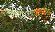 畫眉鳥果（英语：Iochroma arborescens） Thrush-fruit