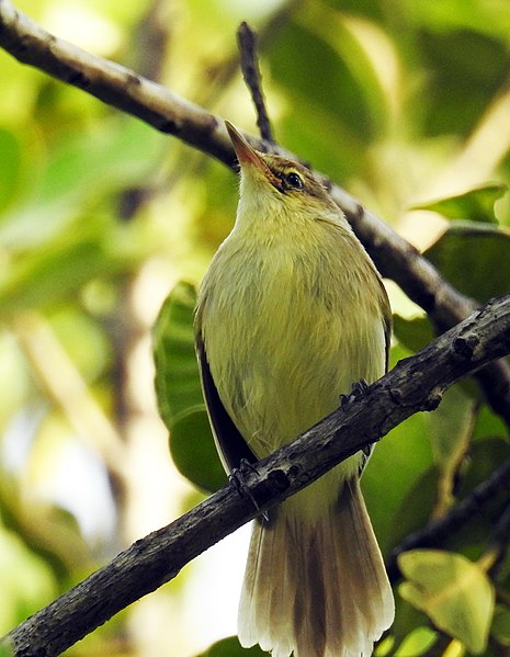 File:Acrocephalus kerearako kerearako 109932899.jpg