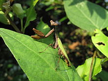 Acromantis japonica IMG 4805.JPG