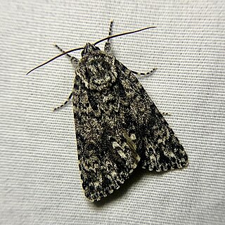 <i>Acronicta noctivaga</i> Species of moth