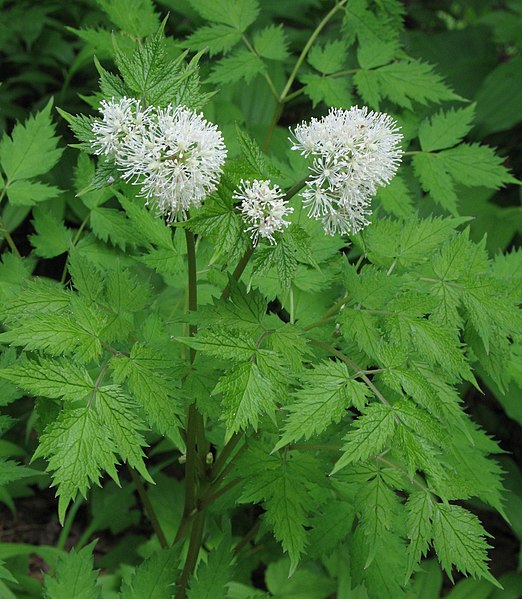 File:Actaea rubra 2 RF.jpg