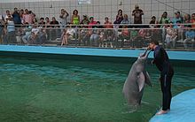 baby pink amazon river dolphin