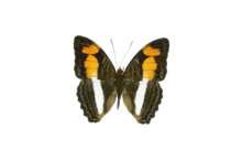 Adelpha melona d.png