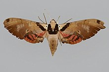 Adhemarius jamaicensis BMNHE813863 женски нагоре.jpg