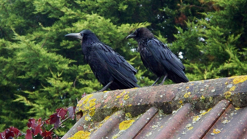 File:Adult & juvenile Rooks (4482337252).jpg