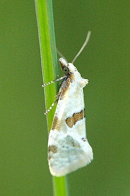 Aethes cnicana