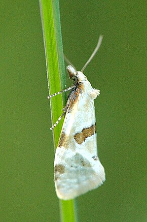 Aethes.cnicana.jpg resminin açıklaması.