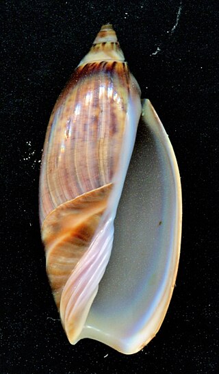 <i>Agaronia travassosi</i> Species of gastropod