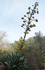 Miniatura para Agave atrovirens