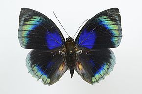 Descrierea imaginii Agrias hewitsonius dorsal 2.jpg.