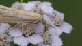 Файл: Agriphila straminella на Achillea.ogv 