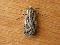 Agrotis radians 3.jpg