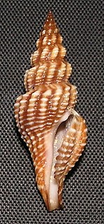 <i>Aguilaria</i> Genus of molluscs