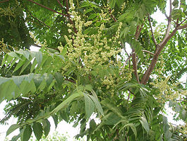 Uca aylant (Ailanthus altissima)