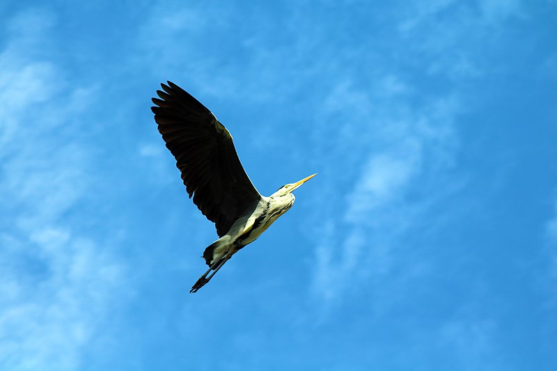 File:Airone cenerino in volo.jpg