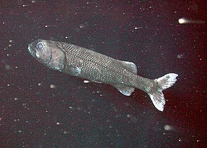 Alepocephalus tenebrosus at 1,551 meters above the Davidson Seamount off the coast of California