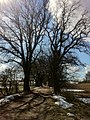 Allee zum ehemaligen Rittergut Steinbeck bei Bellin. Anfahrt aus südlicher Richtung von Marienhof oder Klein Grabow kommend (2013)